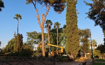 El Ayuntamiento reforestará con árboles de copa ancha la parcela del P. de Consolación de los juegos infantiles