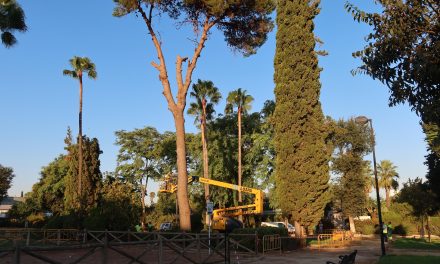 El Ayuntamiento reforestará con árboles de copa ancha la parcela del P. de Consolación de los juegos infantiles