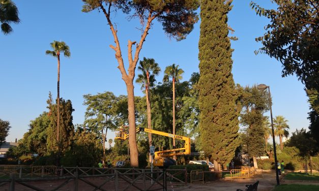 El Ayuntamiento reforestará con árboles de copa ancha la parcela del P. de Consolación de los juegos infantiles