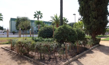 Parques y Jardines restaura la zona del Parque de Consolación tras la retirada del pino de gran porte